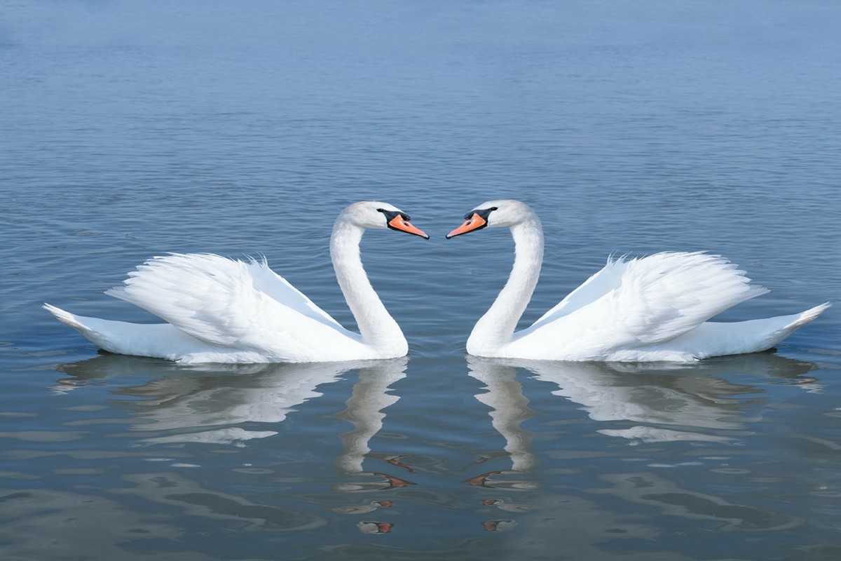 Plaque funéraire - couple de cygne