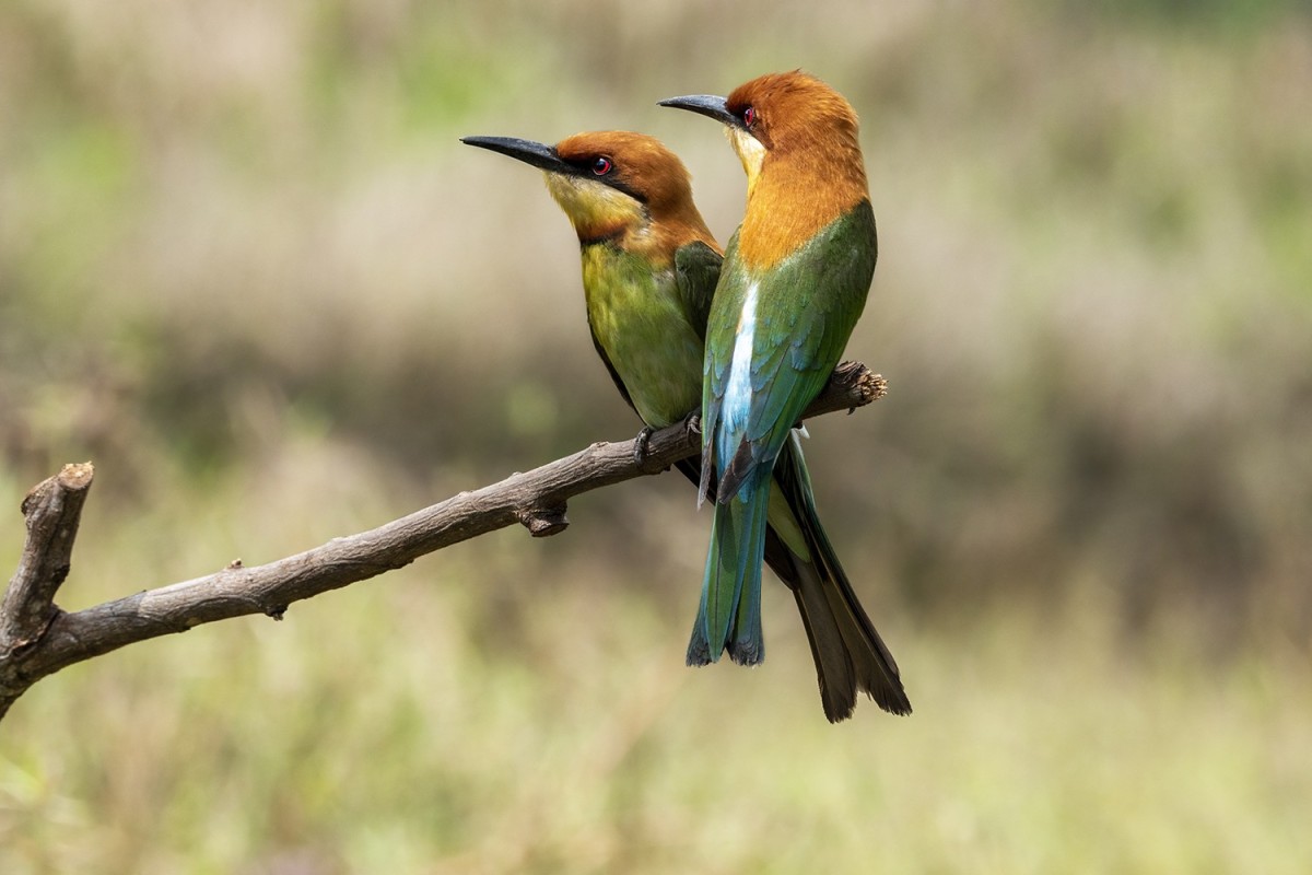 Plaque funéraire - couple d'oiseaux