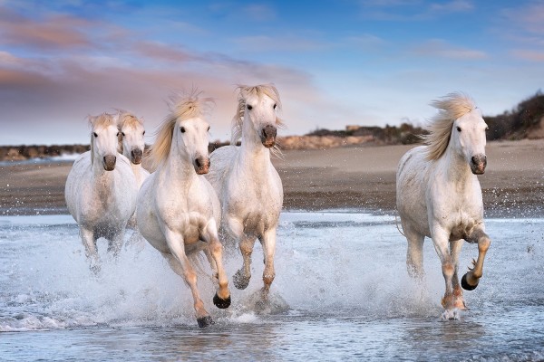 Plaque funéraire - chevaux blancs de camargue