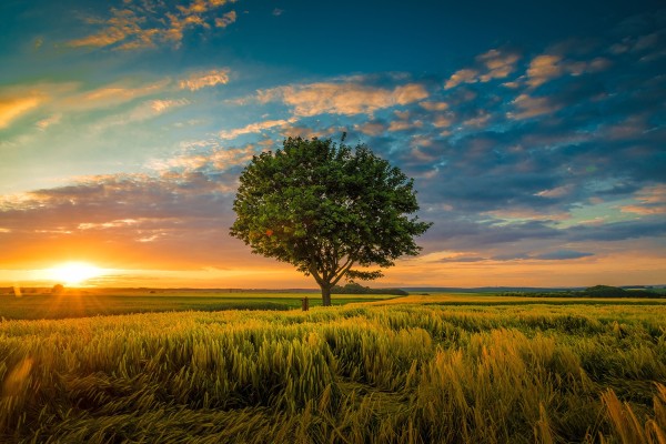 Plaque funéraire - arbre poussant sous le coucher du soleil